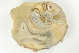 Cut/Polished Calycoceras Ammonite (Pair) - Texas #198202-1